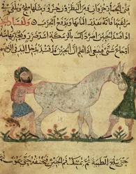 Um veterinário ajudando uma égua a dar à luz, ilustração do "Livro de Farriery", de Ahmed ibn al-Husain ibn al-Ahnaf, 1210